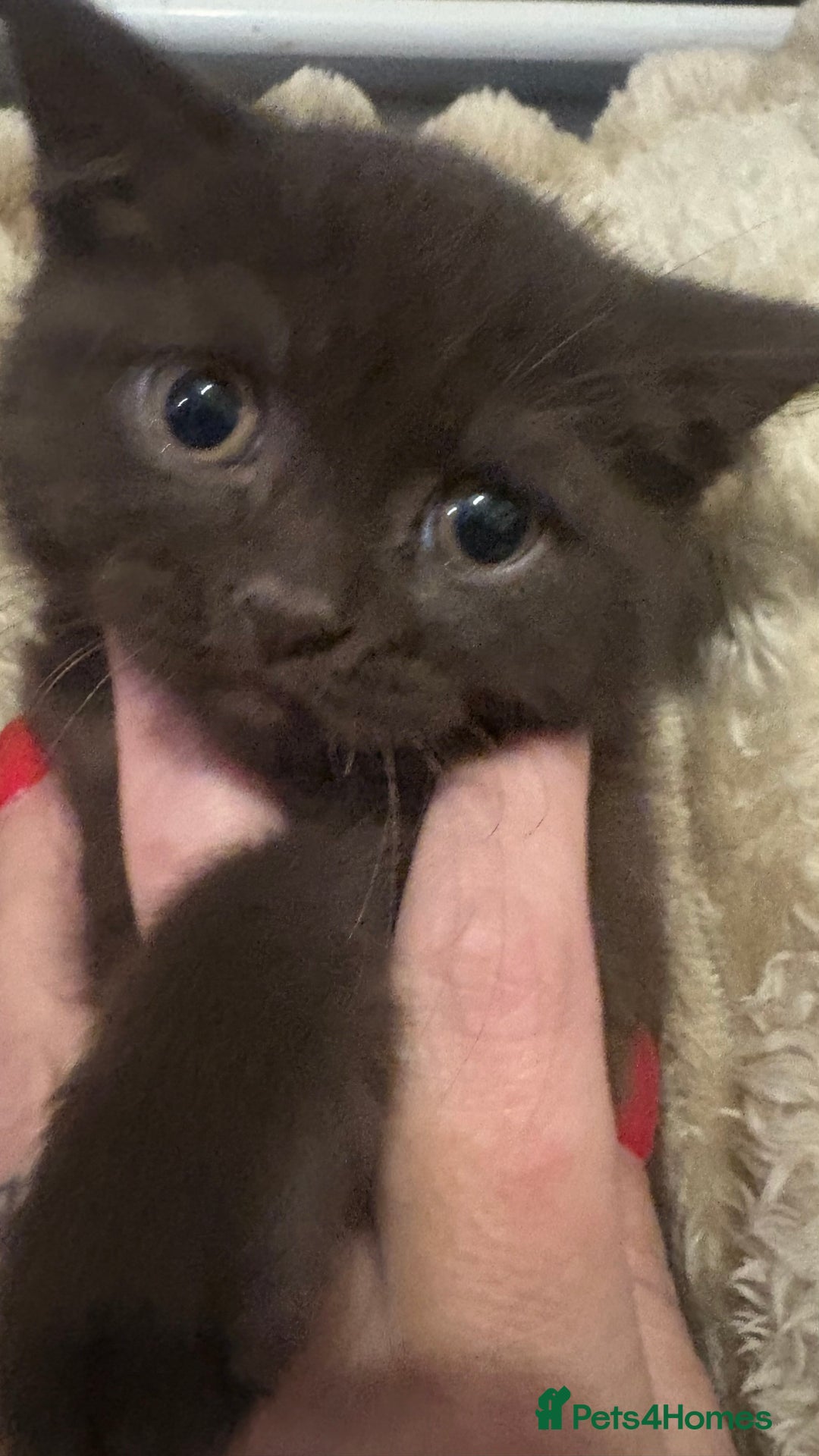 British Shorthair cats for sale: GCCF Registered 5 Generation British Shorthair - Image 17