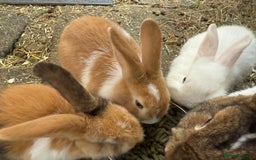 French Lop rabbits for sale: 3 Bunnies - Image 4