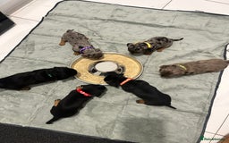 Miniature Dachshund dogs for sale: Beautiful Miniature dachshund puppies - Image 13
