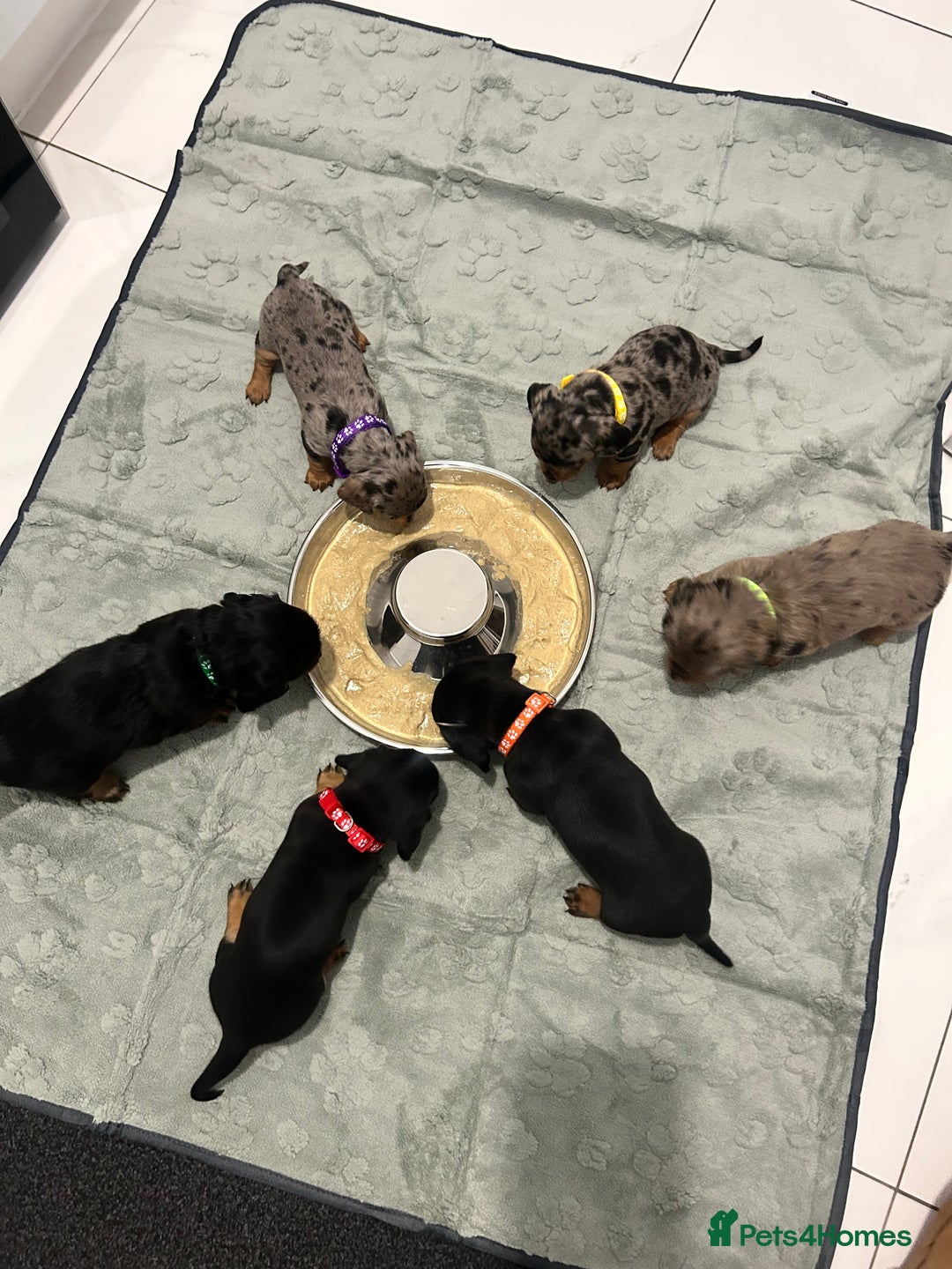 Miniature Dachshund dogs for sale: Beautiful Miniature dachshund puppies - Image 13