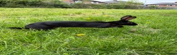 Belgian Hares rabbits for sale: Drago- 1 year old Black Hare  - Advert 1