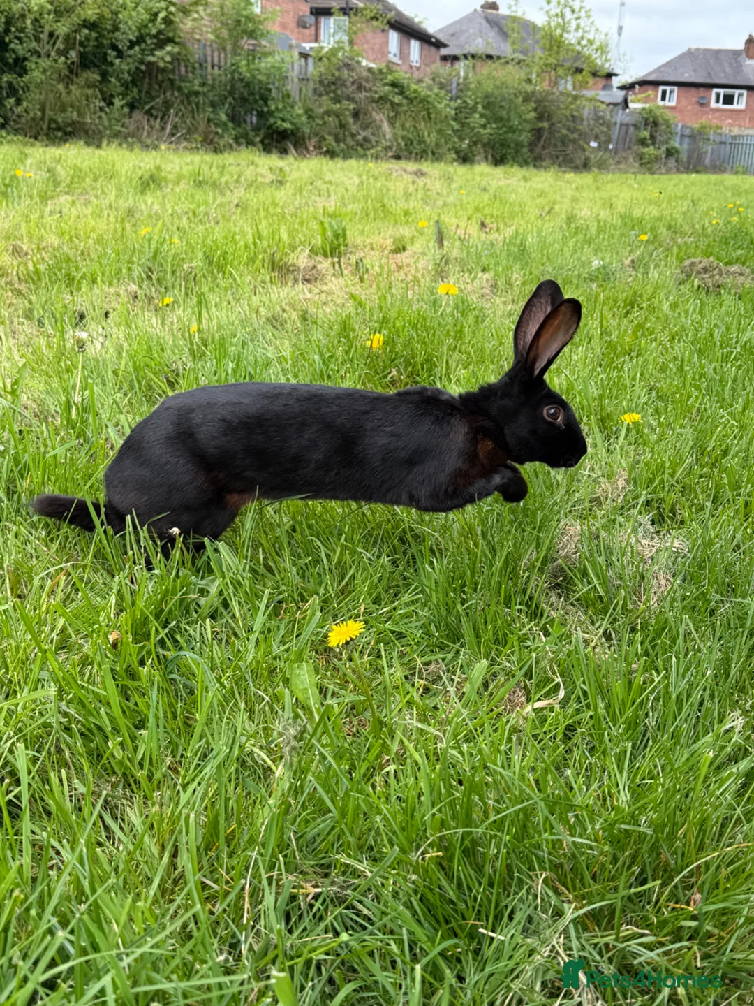 Belgian Hares rabbits for sale: Drago- 1 year old Black Hare  - Advert 1