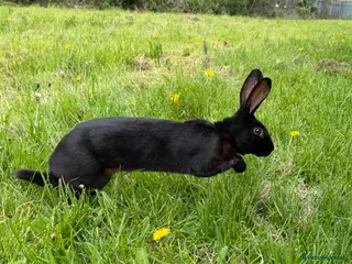 Belgian Hares rabbits Drago- 1 year old Black Hare - Advert 6