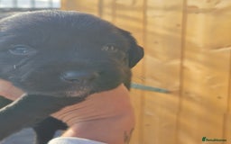Mixed Breed dogs for sale: Beautiful sprollie puppies  - Image 4