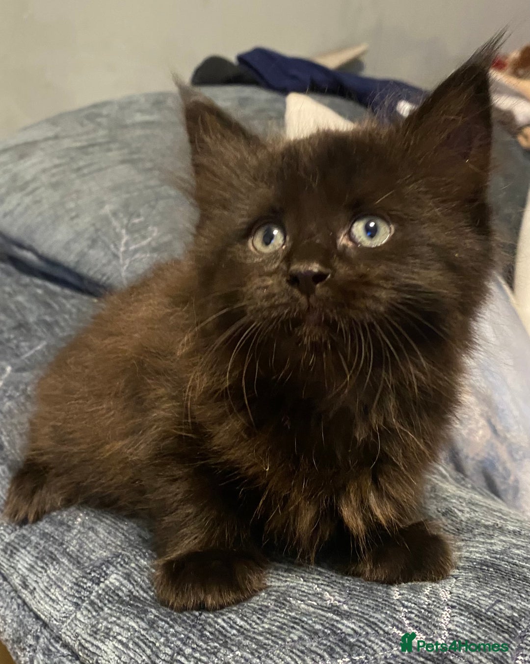 Maine Coon cats for sale: Stunning Maine coone kittens for sale  - Image 4