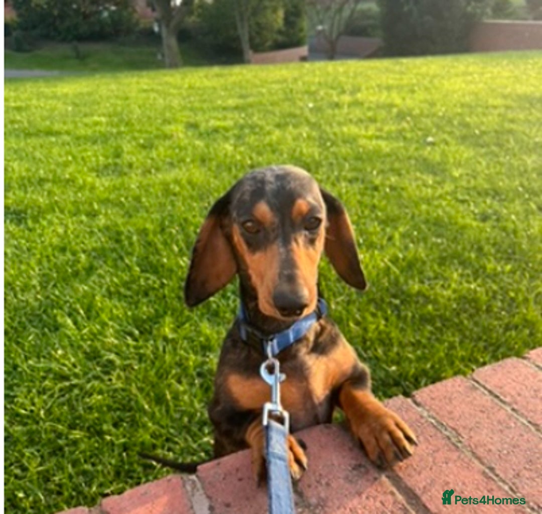 Dachshund dogs for sale: Beautiful Dachshund puppies  - Image 10