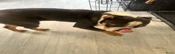English Bulldog dogs for sale: 1year old English bulldog bitch in Bury - Advert 4