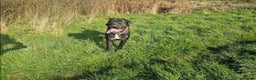 Mixed Breed dogs for sale: Cane corso hybrid - Advert 15