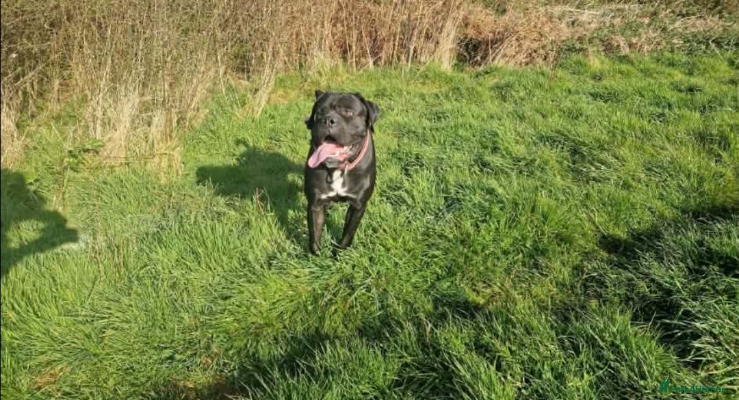 Mixed Breed dogs for sale: Cane corso hybrid - Advert 15