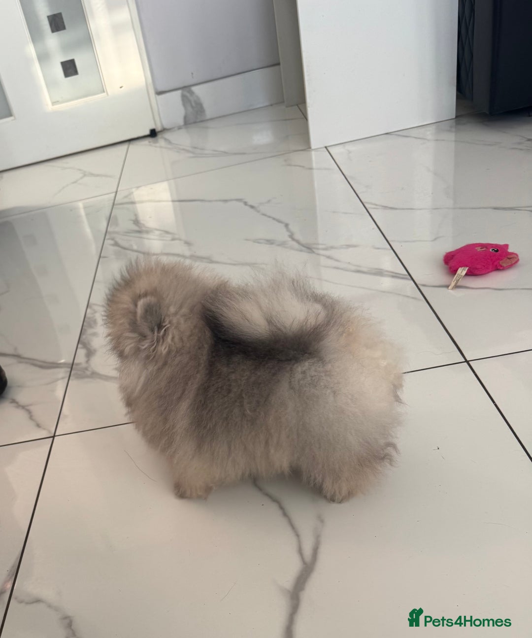 Pomeranian dogs for sale: Fabulous boys available to discerning pet homes - Advert 14