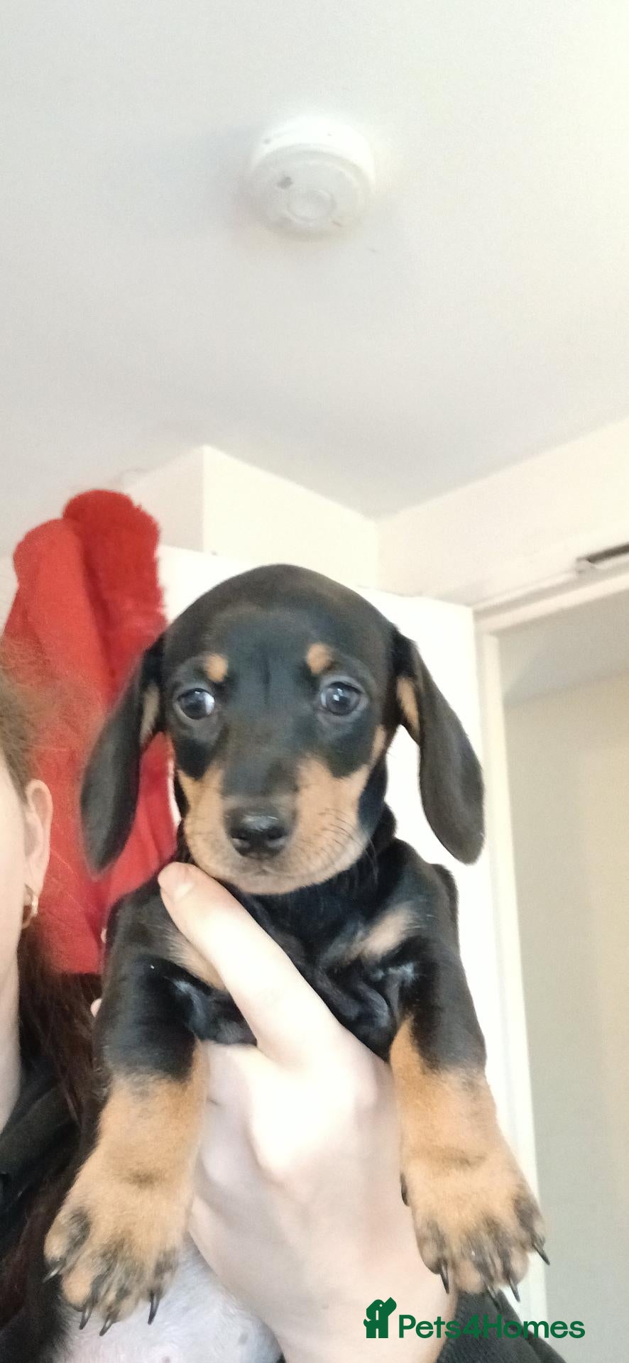 Dachshund dogs for sale: Dachshunds  - Advert 3