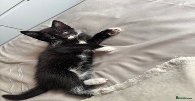 British Shorthair cats - Advert 13