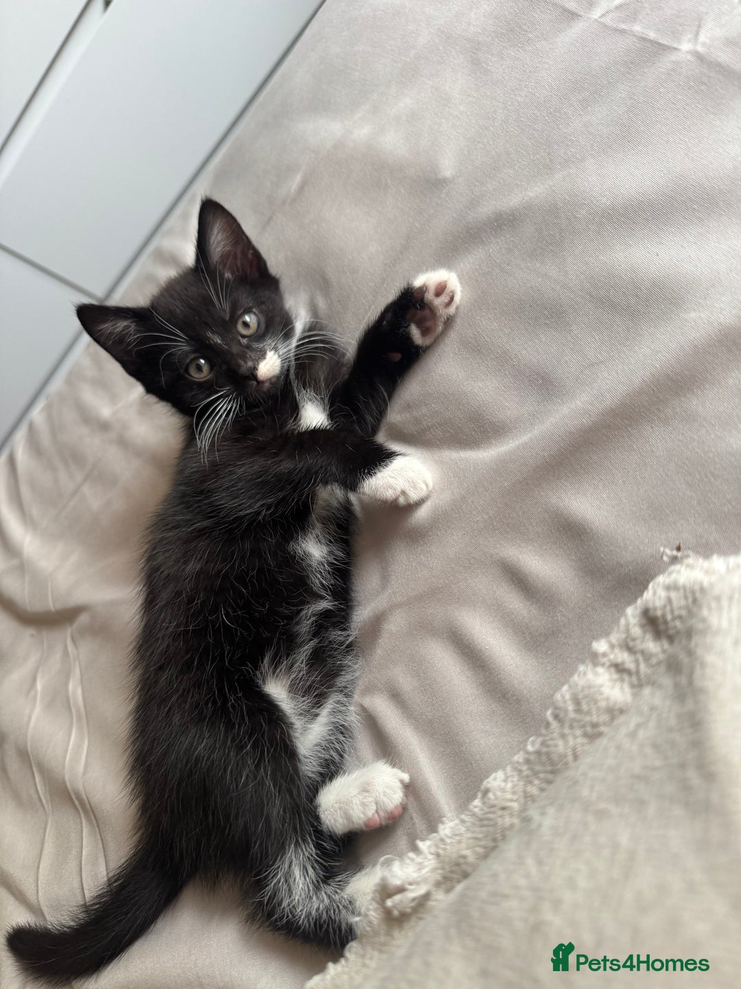 British Shorthair cats for sale: Kitten ready for forever homes  - Image 2