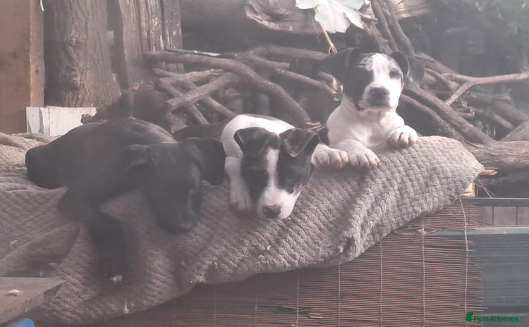 Mixed Breed dogs - Advert 3