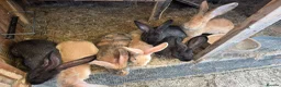 Continental Giant rabbits for sale: Continental giant rabbits in Wisbech - Advert 2