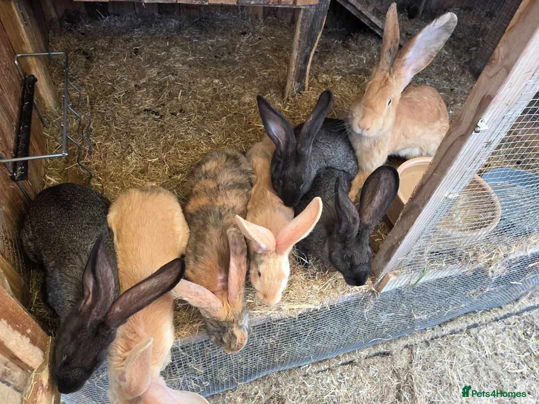 Continental Giant rabbits for sale: Continental giant rabbits in Wisbech - Advert 2