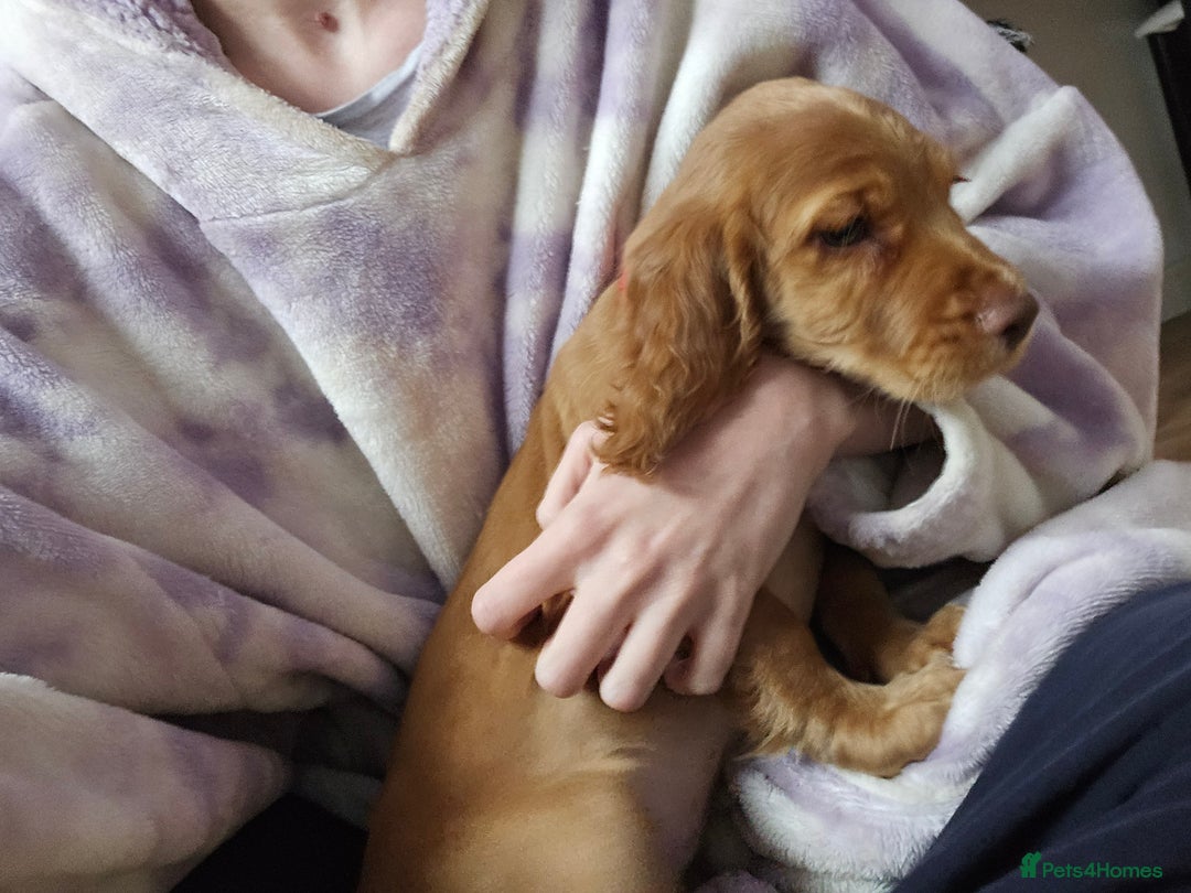 Cocker Spaniel dogs for sale: Cocker spaniel - Image 2