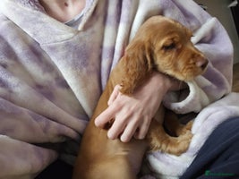 Cocker Spaniel dogs - Advert 5