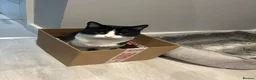 Domestic Shorthair cats for sale: Male cat  in Mansfield - Advert 10