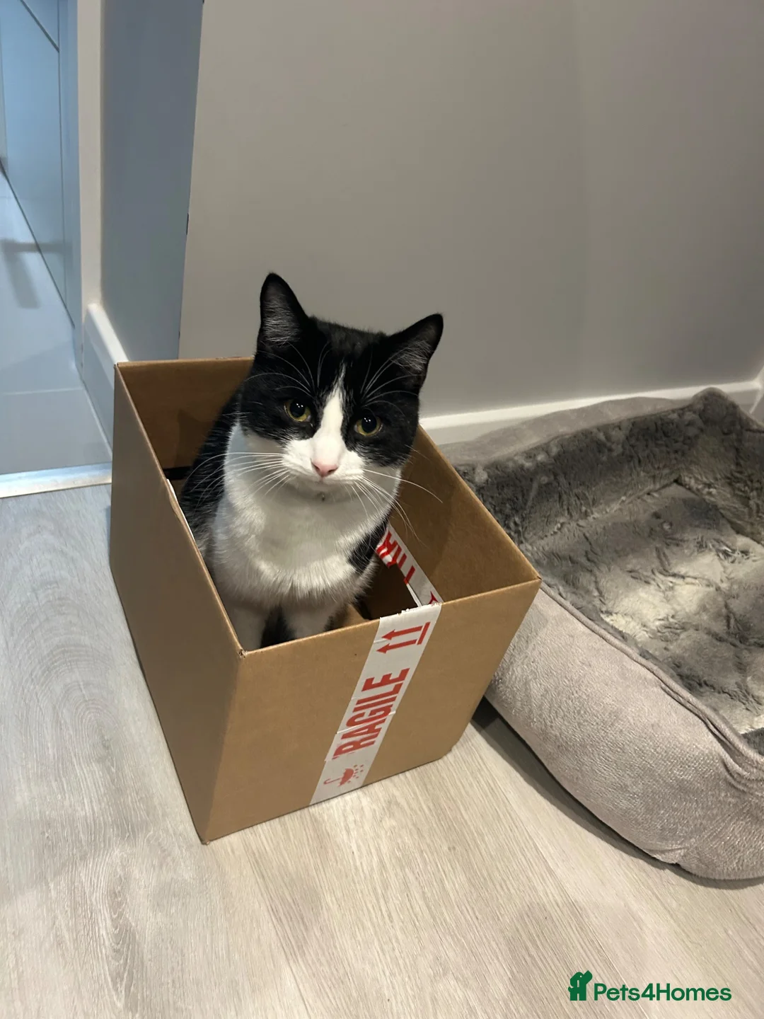 Domestic Shorthair cats for sale: Male cat  in Mansfield - Advert 10