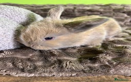 Mini Lop rabbits for sale: Pure breed mini lops  - Image 6