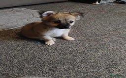 Chihuahua dogs for sale: Little boy Chihuahua - Image 1