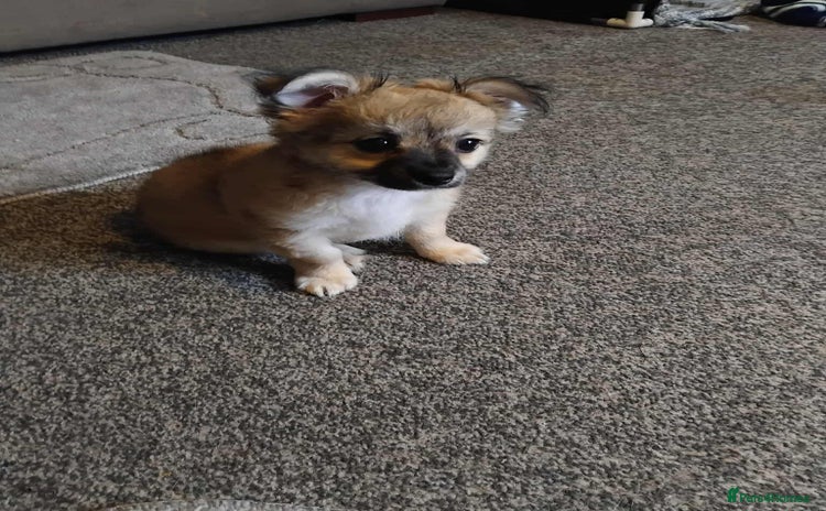 Chihuahua dogs - Advert 1