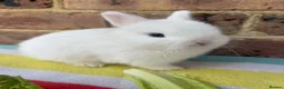 Netherland Dwarf rabbits for sale: White, Chocolate & Blue Netherland Dwarf Bunnies  - Advert 7