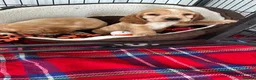 Cocker Spaniel dogs for sale: Show cocker spaniels - Advert 3