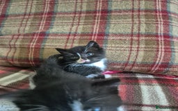 Mixed Breed cats for sale: Beautiful Kittens- Ready Now - Image 13