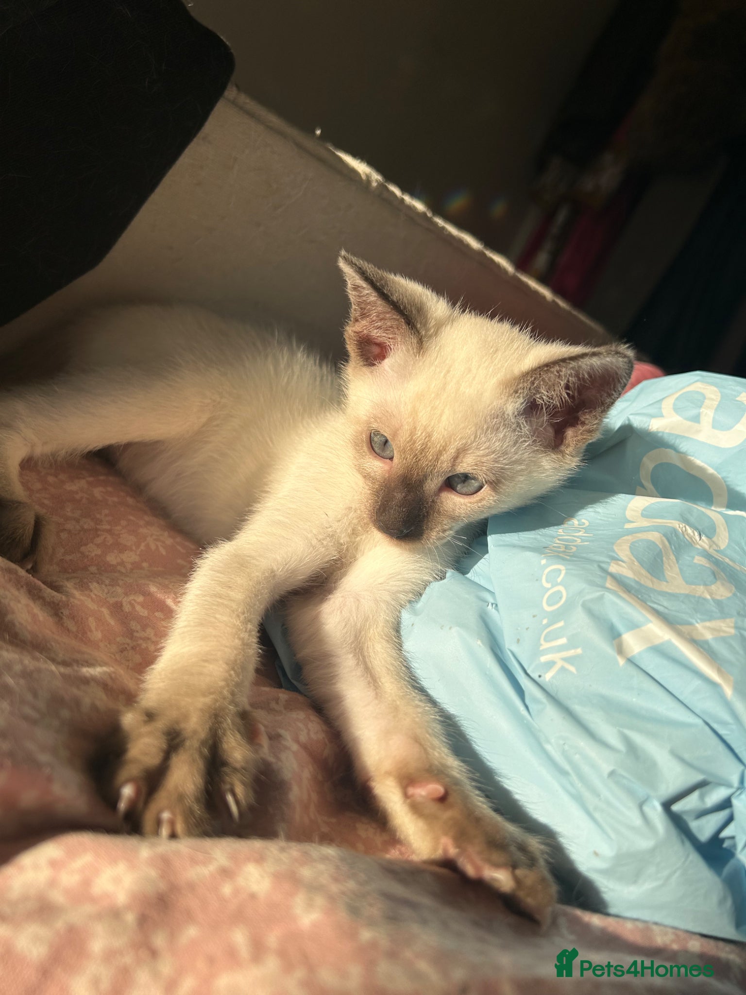 Siamese cats 2x Beautiful Pedigree Siamese Female Kittens - Advert 3