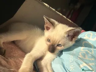 Siamese cats 2x Beautiful Pedigree Siamese Female Kittens - Advert 3