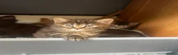 Maine Coon cats for sale: Maincoone x Norwegian forest kittens - Advert 2