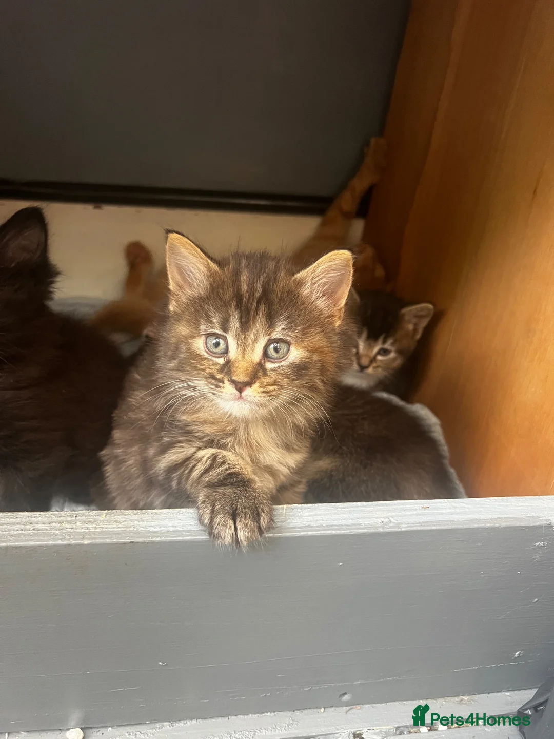 Maine Coon cats for sale: Maincoone x Norwegian forest kittens - Advert 2