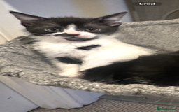 Mixed Breed cats for sale: 1 Male and 1 Female kittens. RESERVED - Image 5