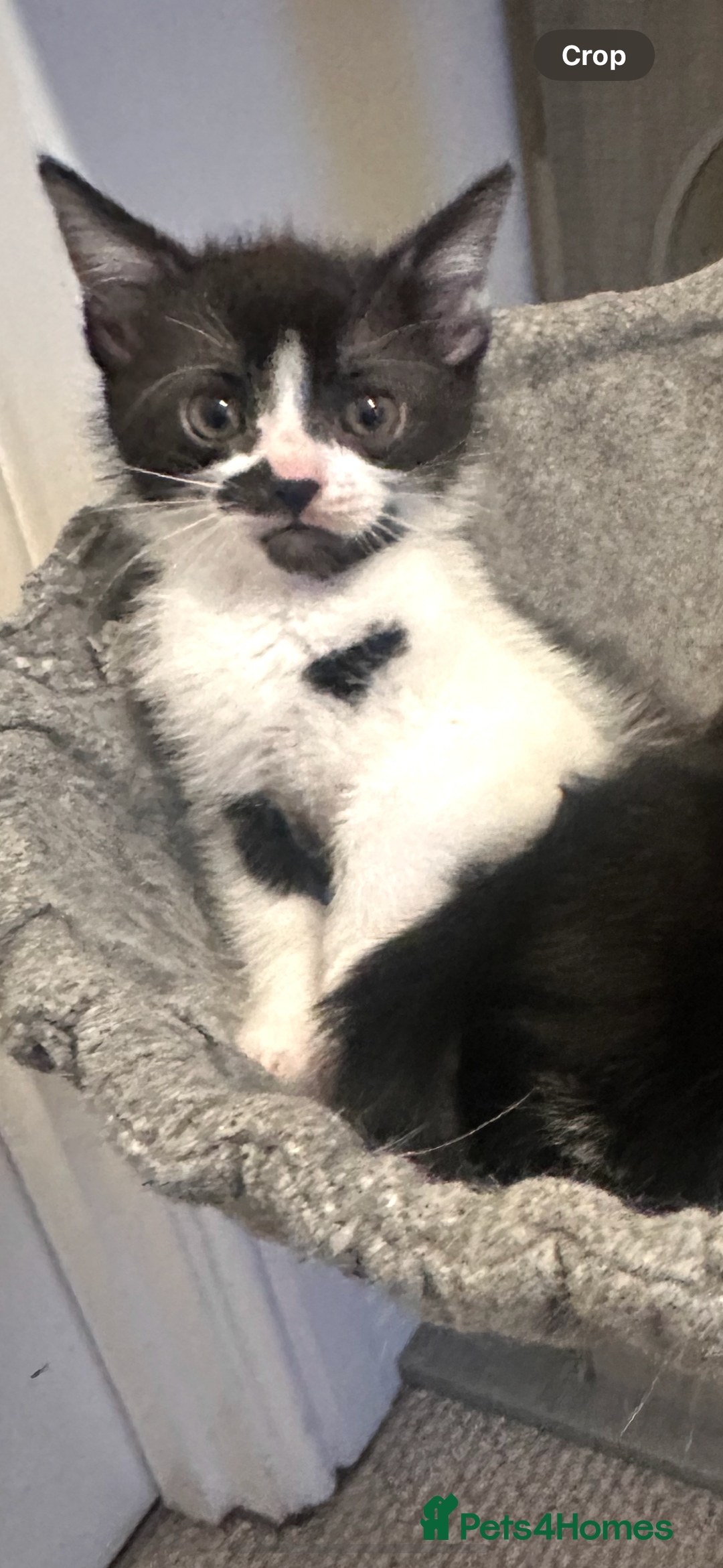 Mixed Breed cats for sale: 1 Male and 1 Female kittens. RESERVED - Image 5