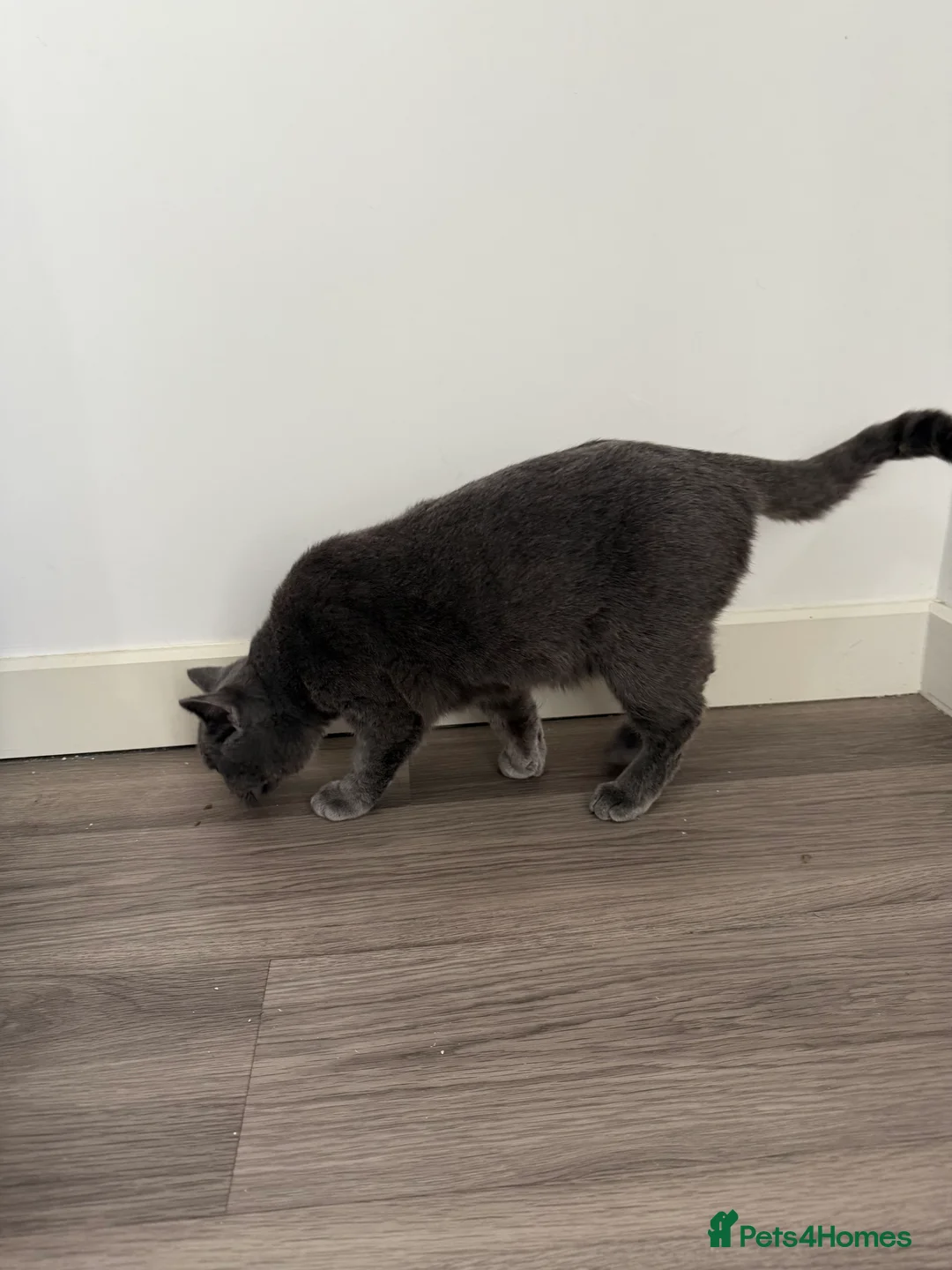 British Shorthair cats for sale: Gccf male British shorthair  - Advert 5