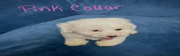 Bichon Frise dogs for sale: 6 Beautiful bichon frise puppies 🐶  in Doncaster - Advert 18