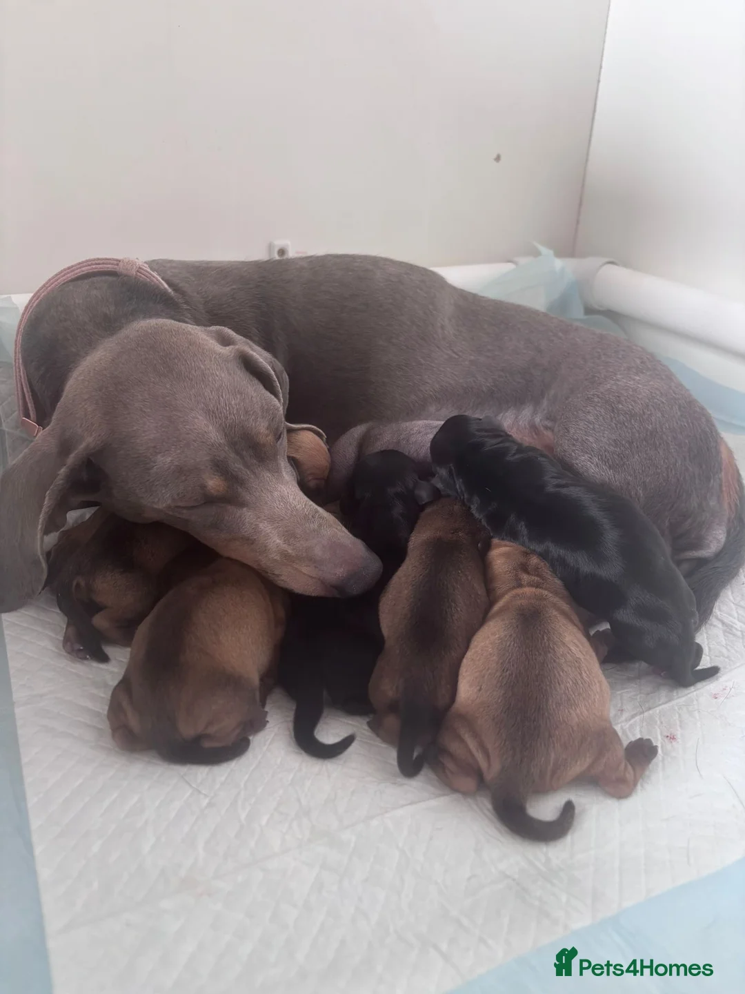 Chiweenie dogs for sale: Chiweenie puppies Last 2 boys  - Advert 2