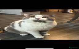 British Shorthair cats for sale: ADULT REHOME READY NOW‼️‼️ - Image 5