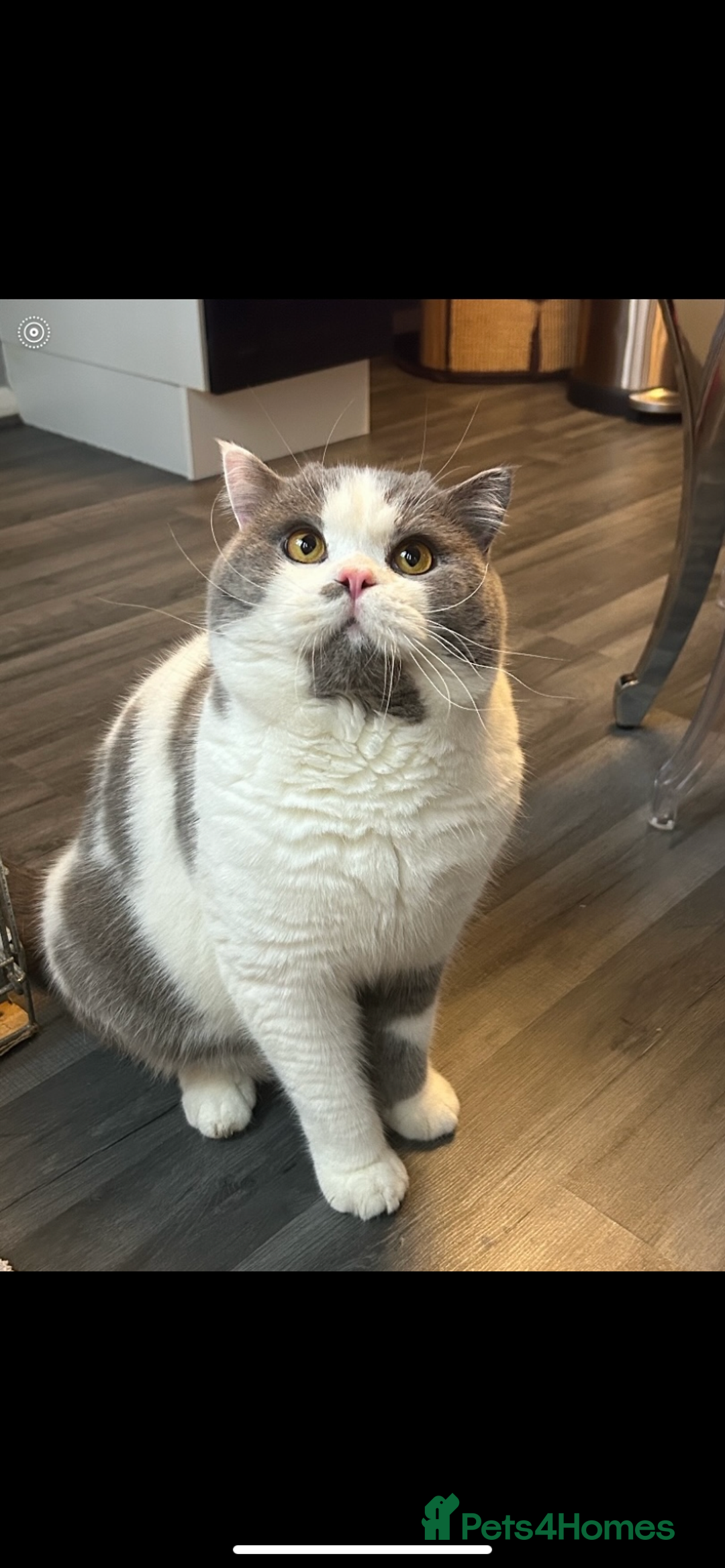 British Shorthair cats for sale: ADULT REHOME READY NOW‼️‼️ - Image 5