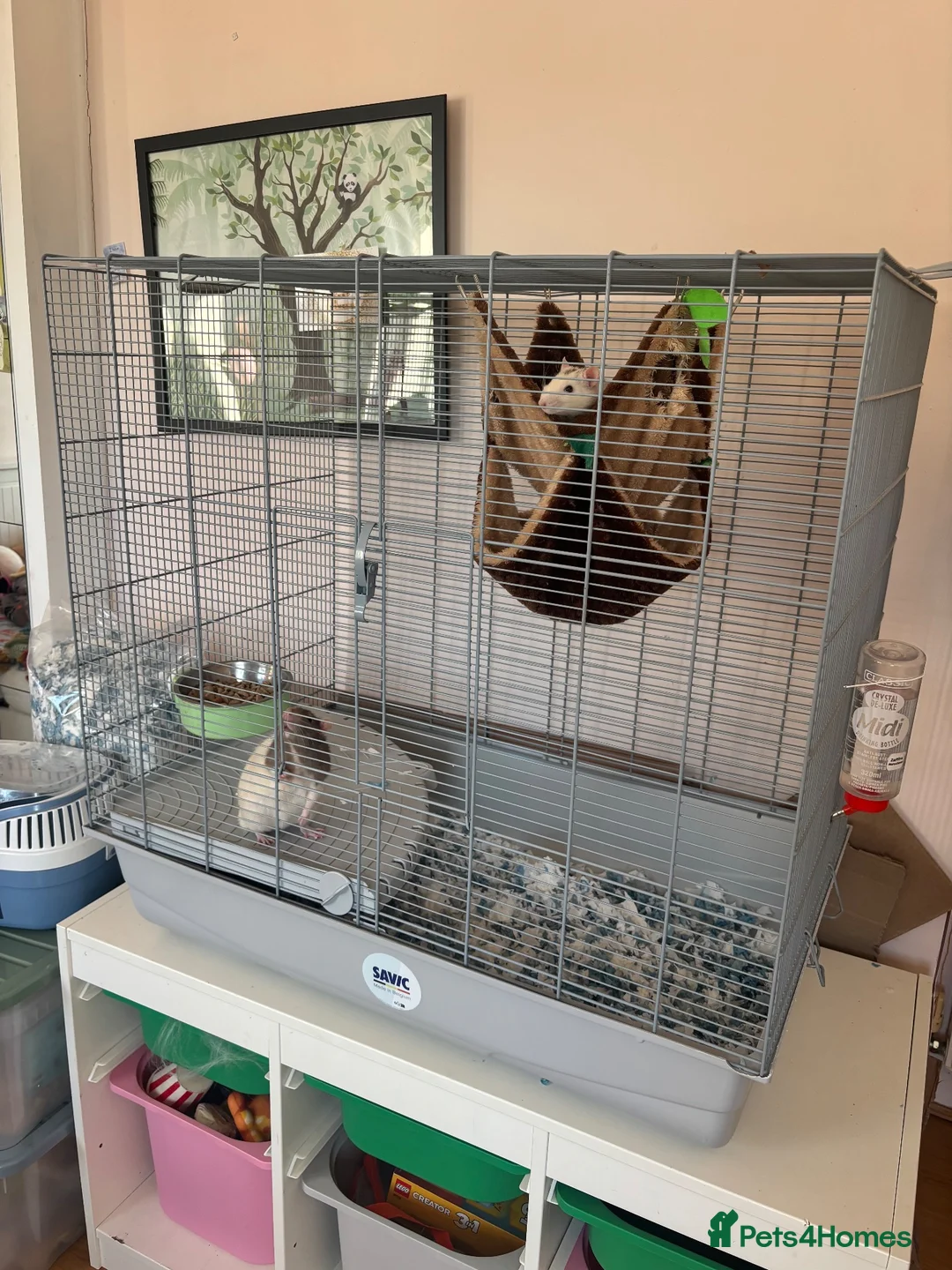 Rat rodents for sale: 3 lovely boy rats looking for a new home  - Advert 7
