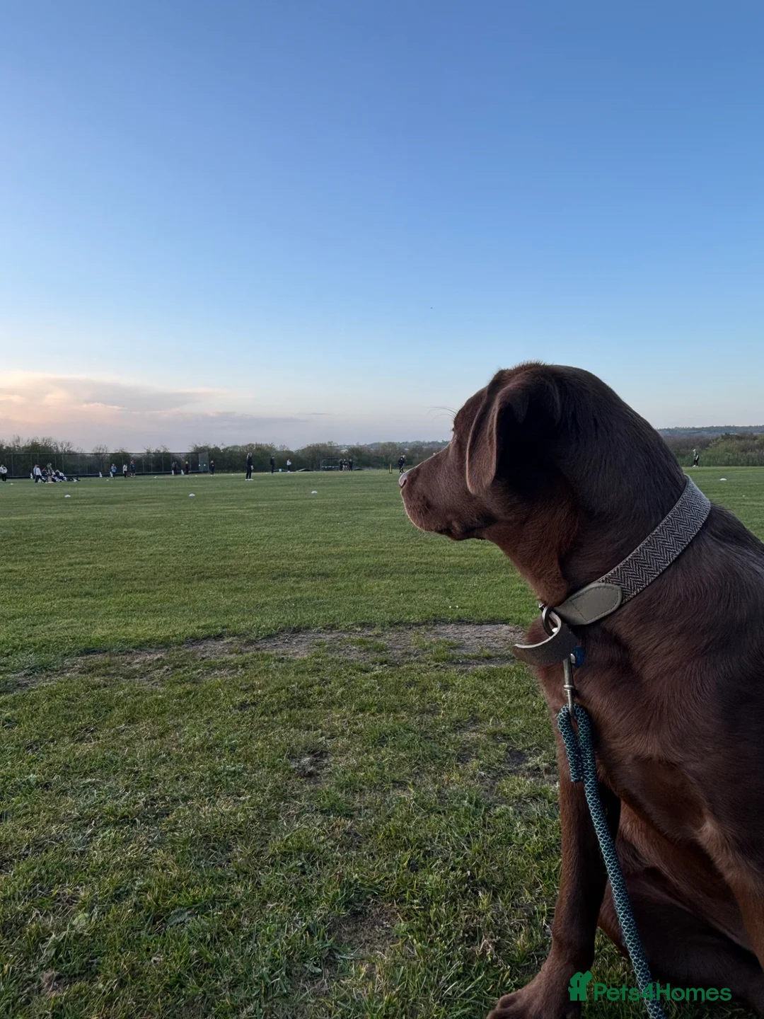 Labrador Retriever dogs for sale: chocolate Labrador  - Advert 1