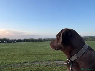 Labrador Retriever dogs chocolate Labrador - Advert 16