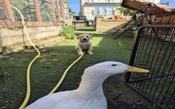 Ducks poultry for sale: Friendly male Pekin Duck - Image 1