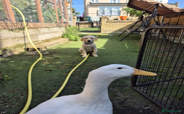 Ducks poultry - Advert 1