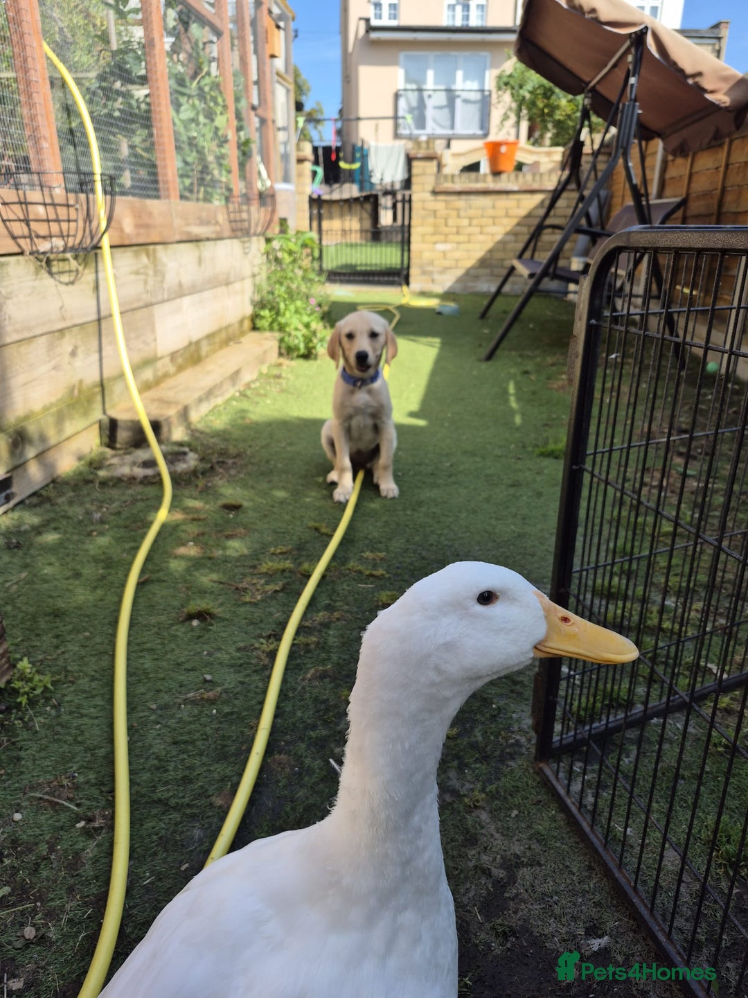 Ducks poultry for sale: Friendly male Pekin Duck - Image 1