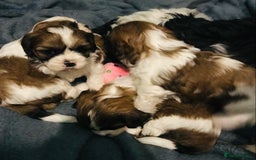 Cava Tzu dogs for sale: 4 stunning cavatzu puppies for sale  - Image 4
