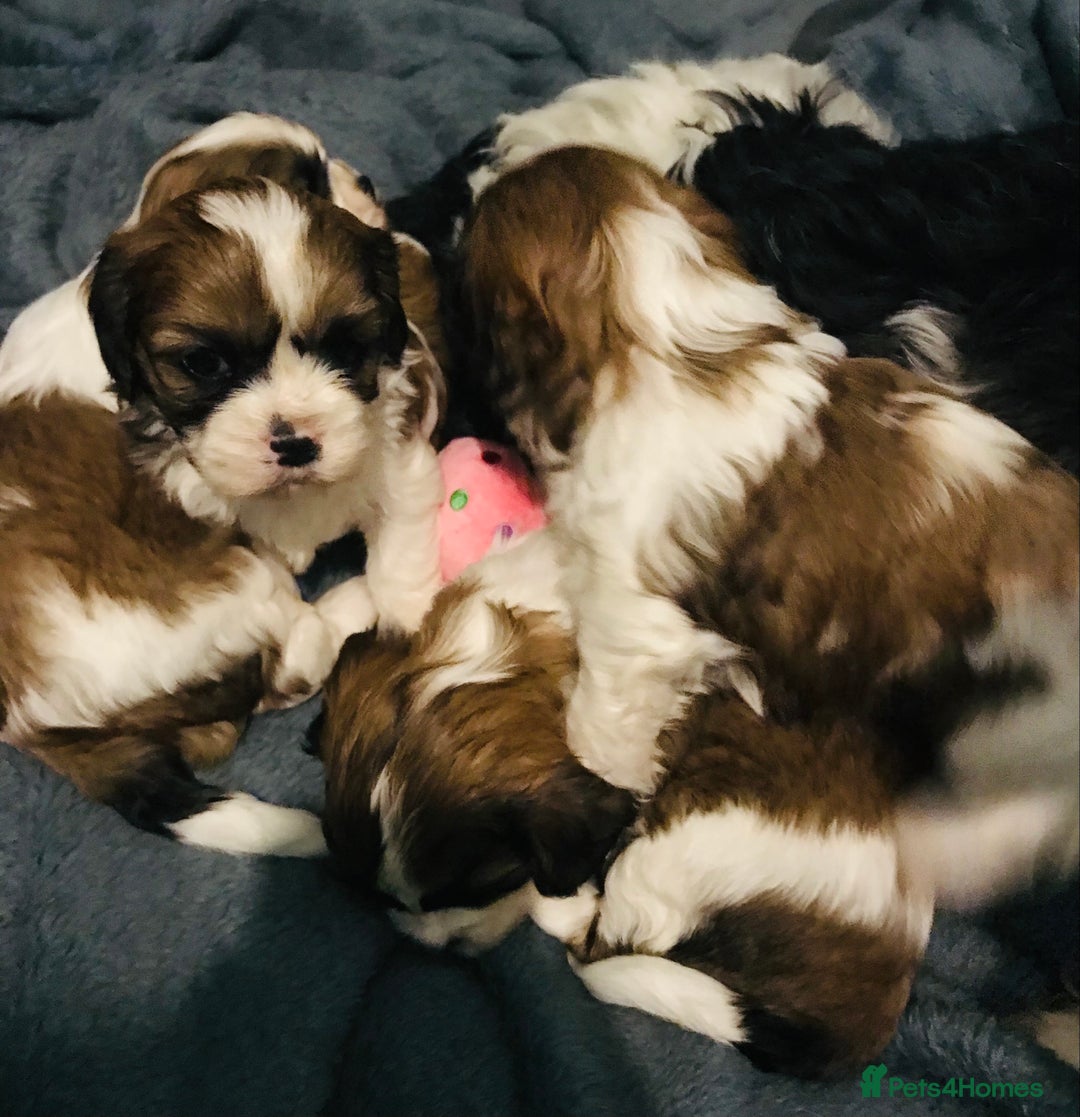 Cava Tzu dogs for sale: 4 stunning cavatzu puppies for sale  - Image 4