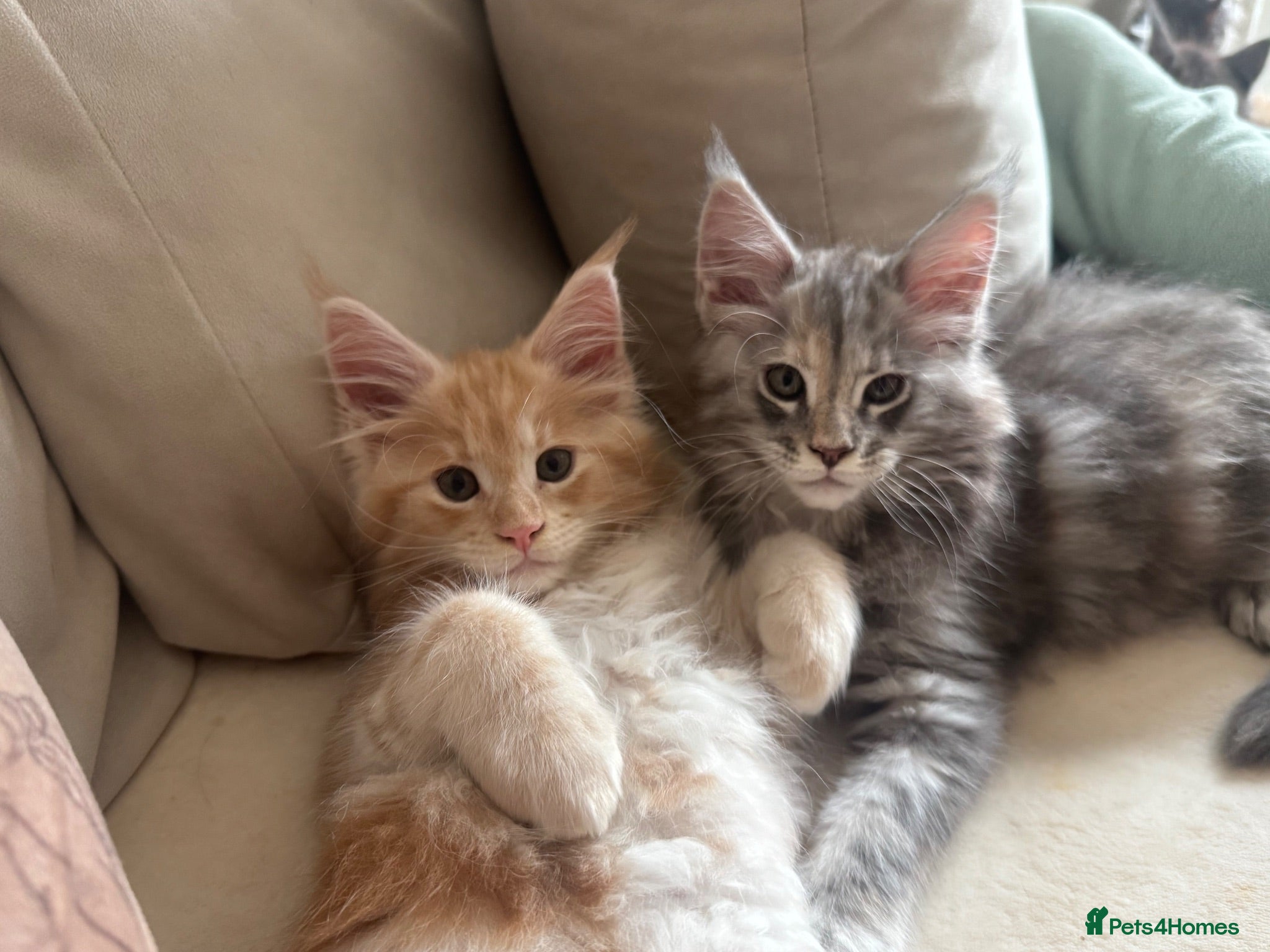 Maine Coon cats     ✨TICA Maine Coon Kittens | Licensed Breeder✨ - Advert 2